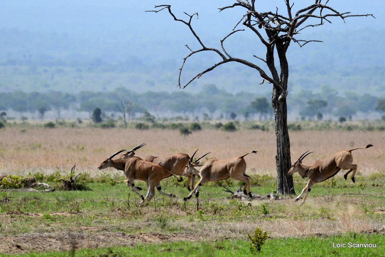 Eland du Cap/Cape Eland (1)