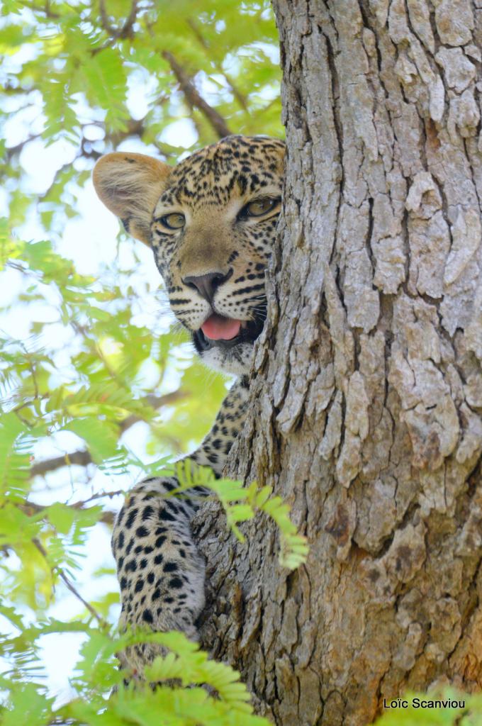 Léopard dans un arbre (1)