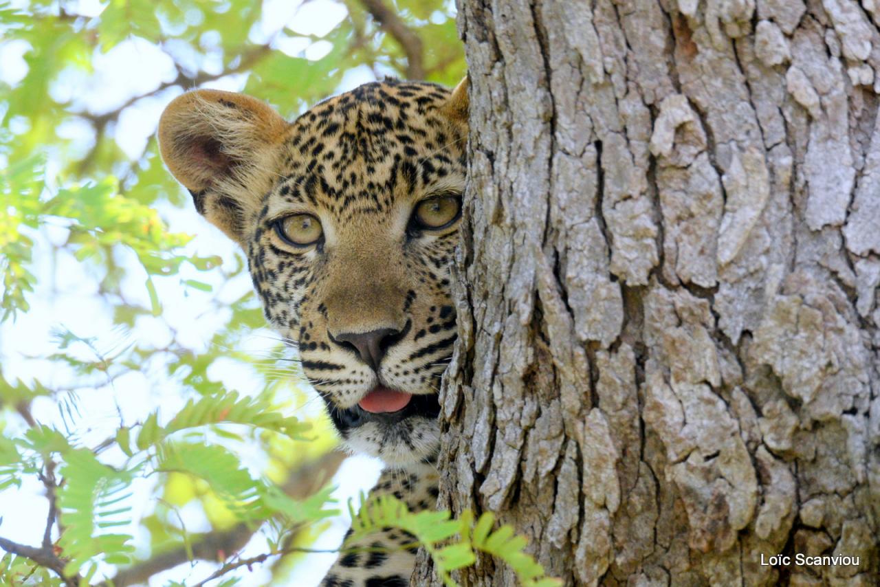 Léopard dans un arbre (2)