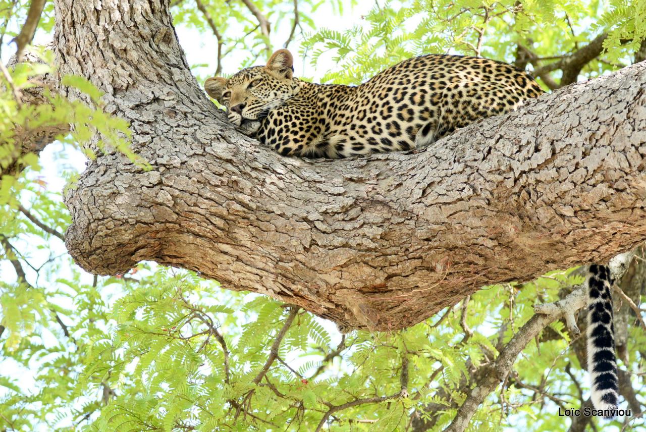 Léopard dans un arbre (3)