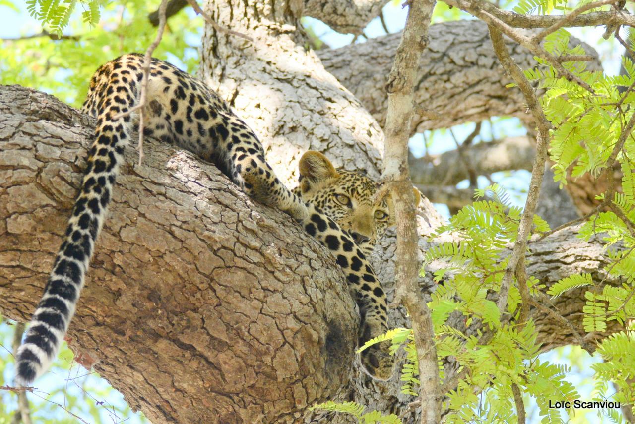 Léopard dans un arbre (4)