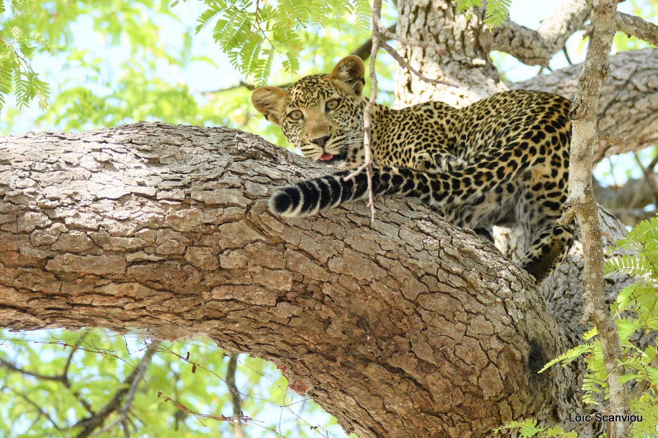 Léopard dans un arbre (5)