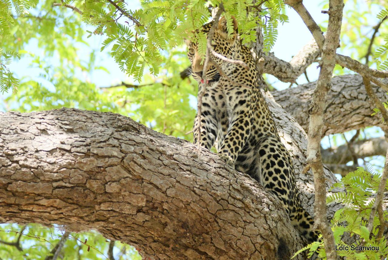 Léopard dans un arbre (6)