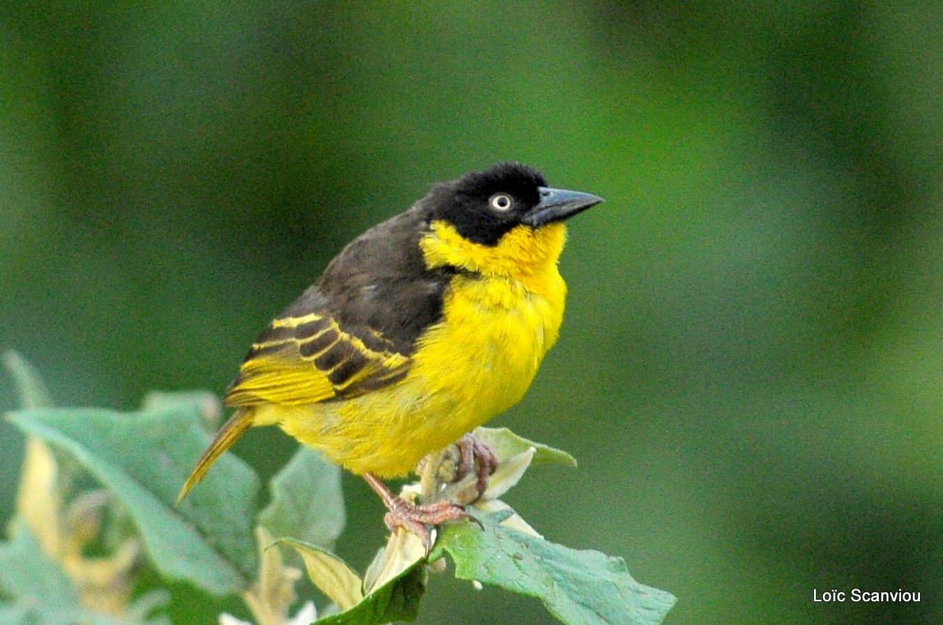 Tisserin baglafecht/Baglafecht Weaver (1)