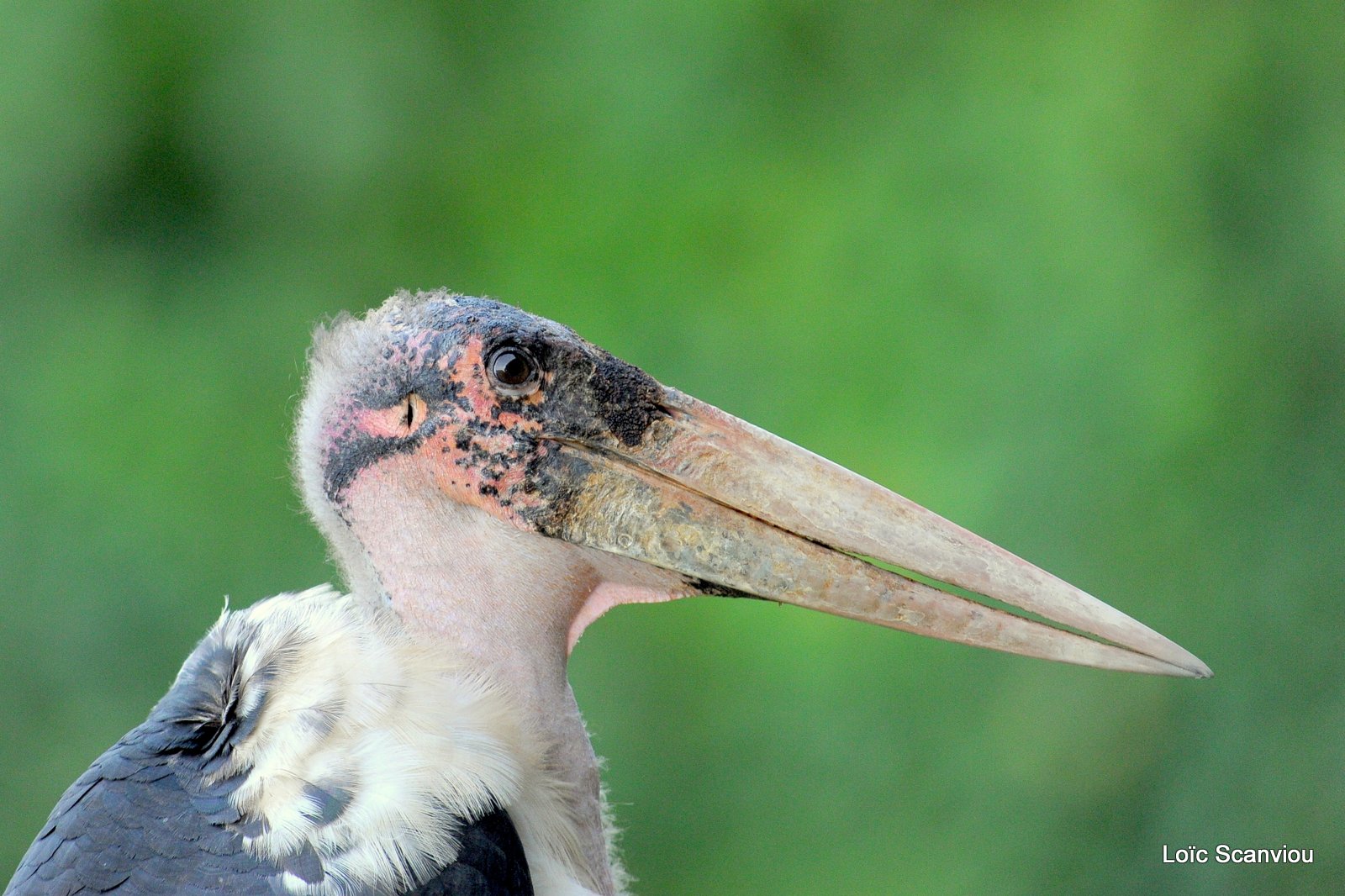 Marabout/Marabou Stork (1)