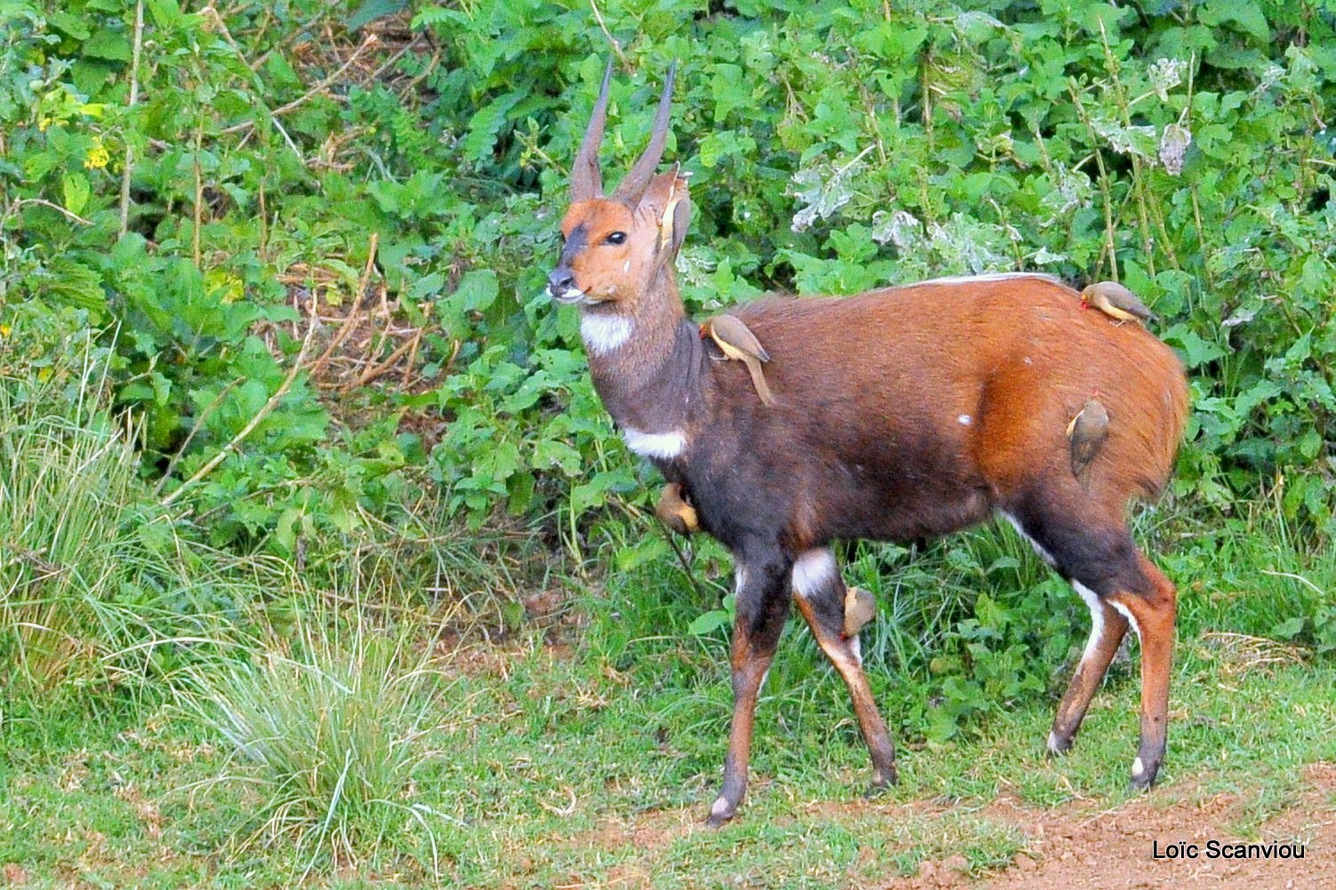 Guib harnaché/Bushbuck (1)