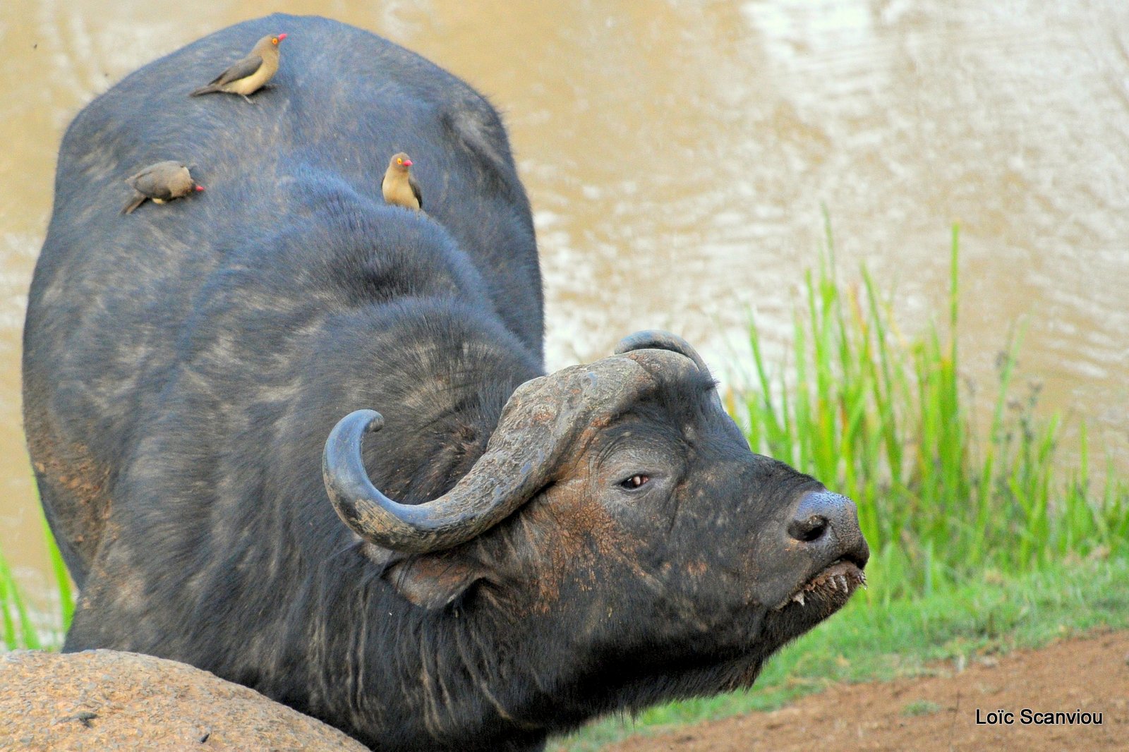 Buffle du Cap/Cape Buffalo( 6)