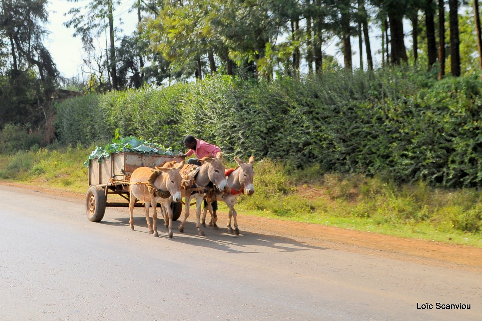 Mont Kenya 2012 (17)