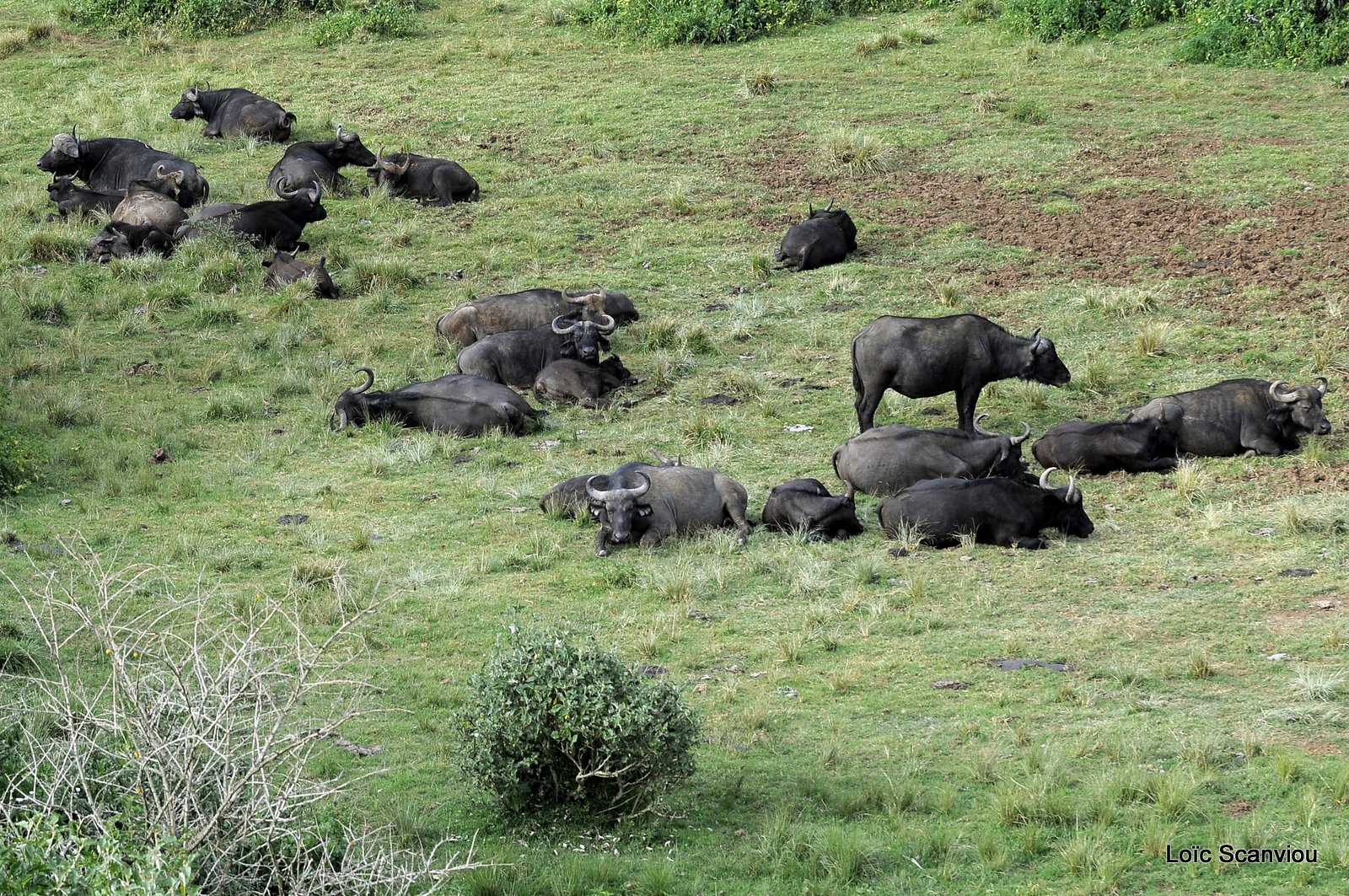 Buffle du Cap/Cape Buffalo (7)