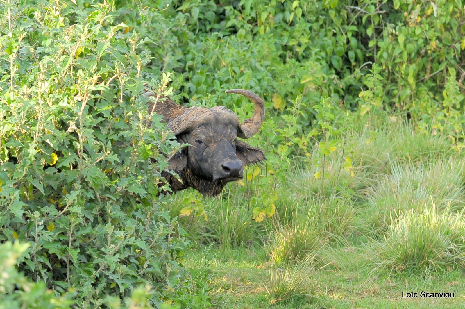 Buffle du Cap/Cape Buffalo (8