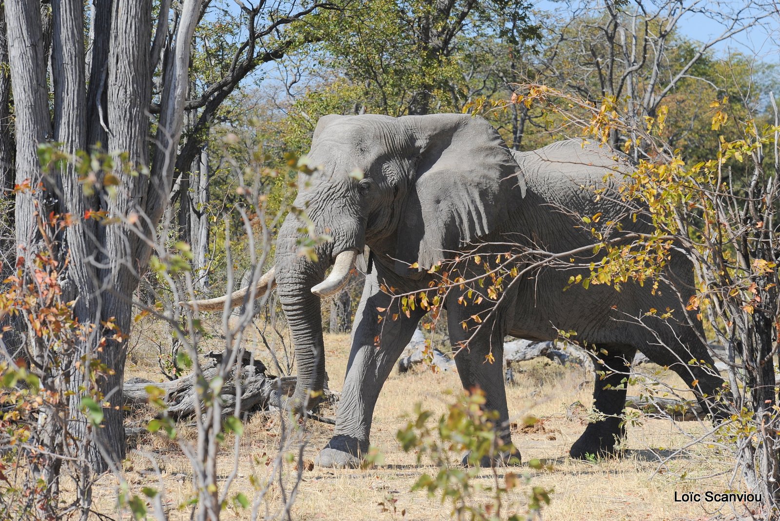 Eléphant d'Afrique/African Elephant (1)