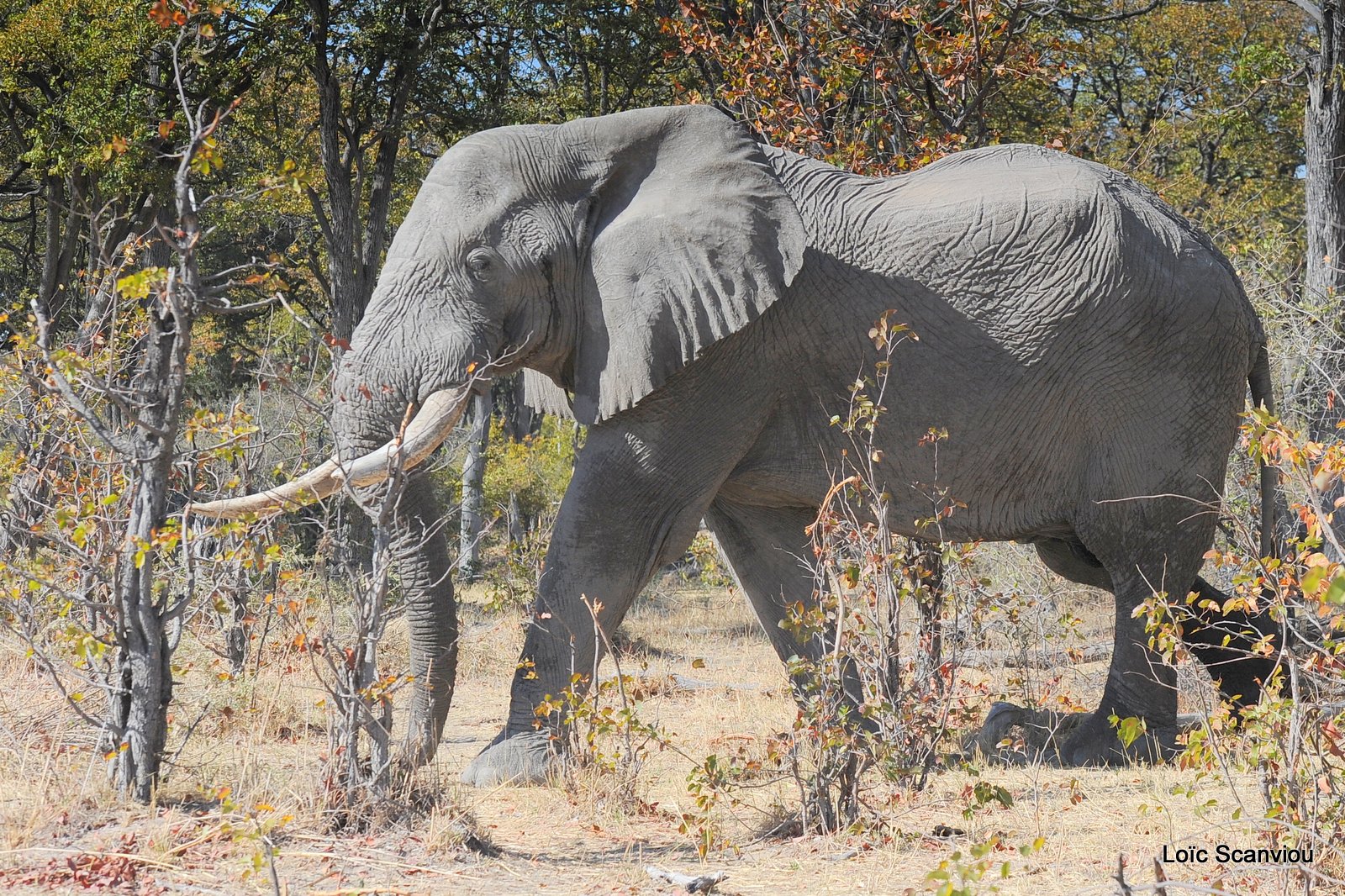 Eléphant d'Afrique/African Elephant (2)