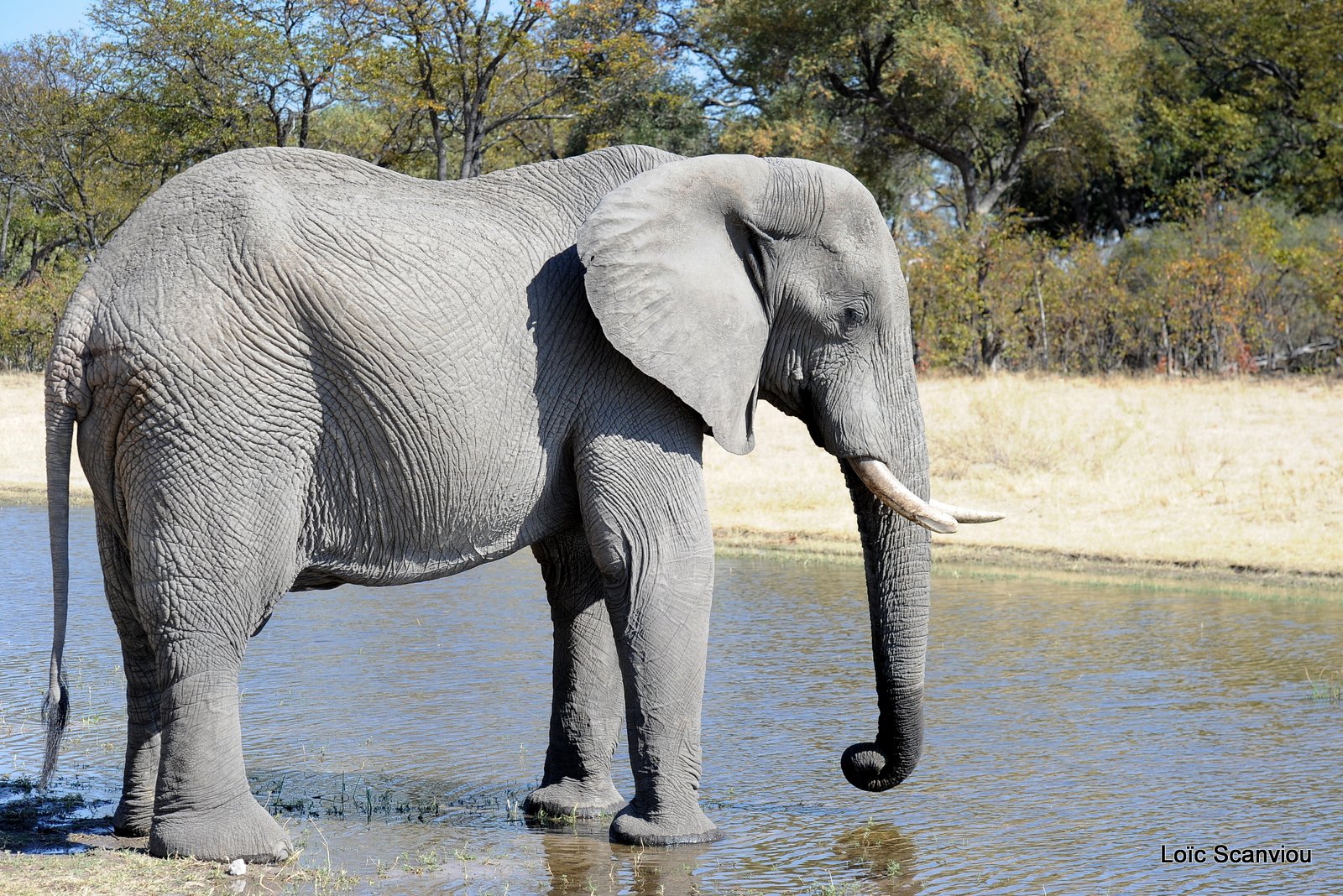 Eléphant d'Afrique/African Elephant (3)