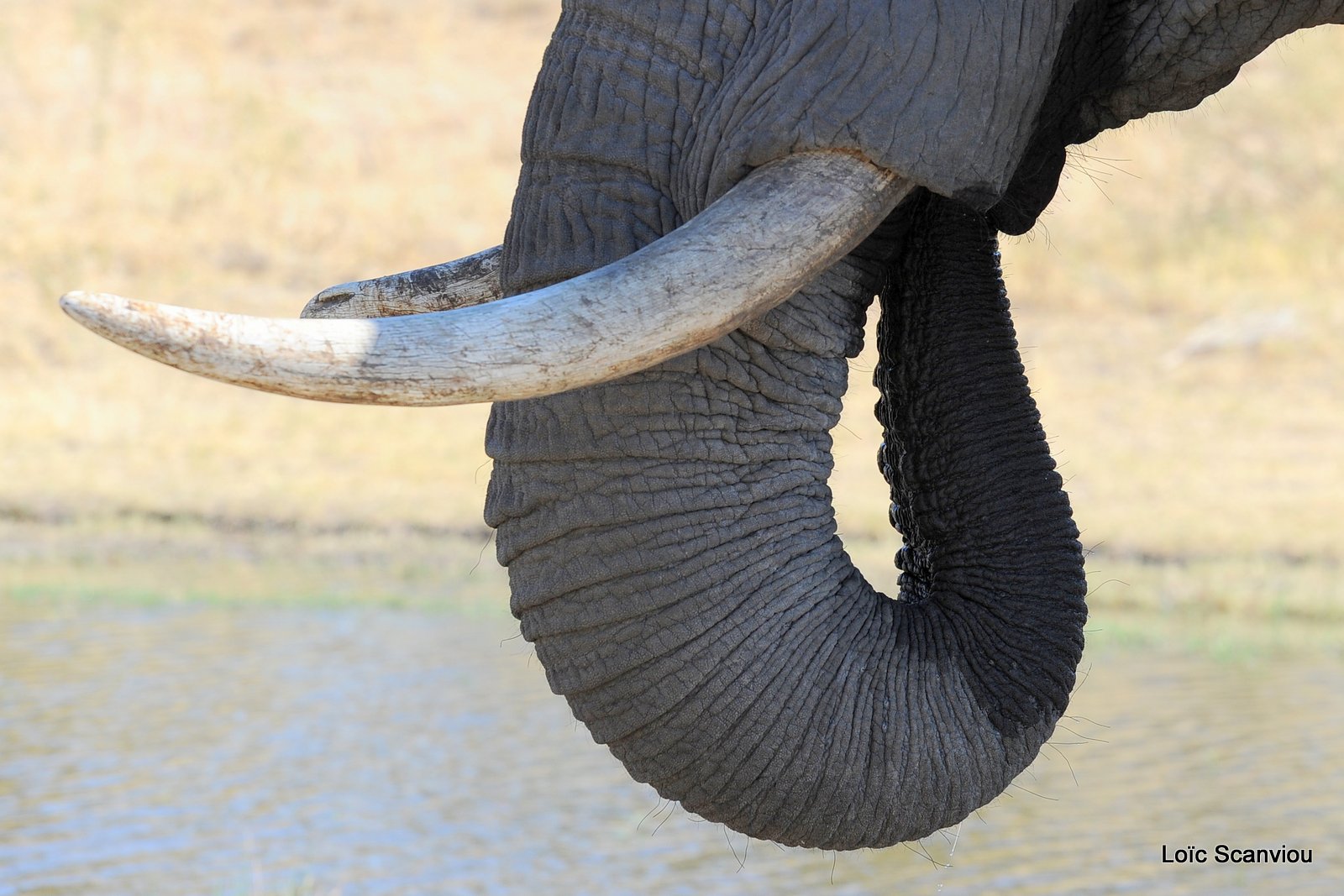 Eléphant d'Afrique/African Elephant (4)