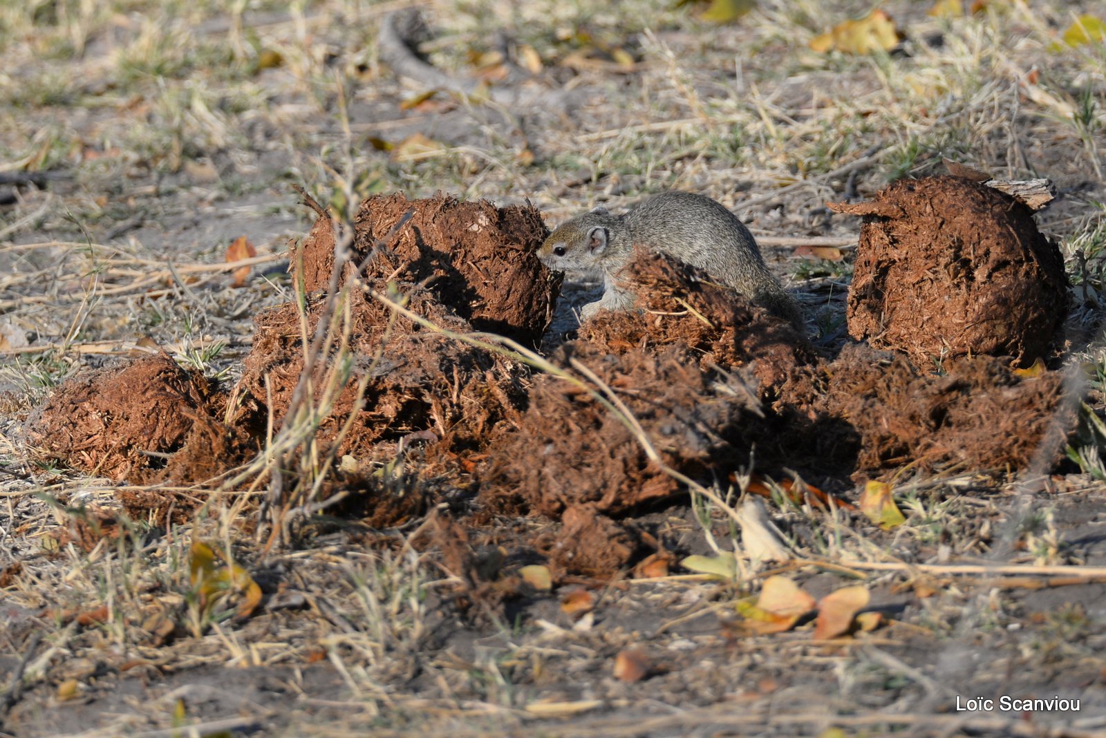 Écureuil/African Tree Squirrel (1)