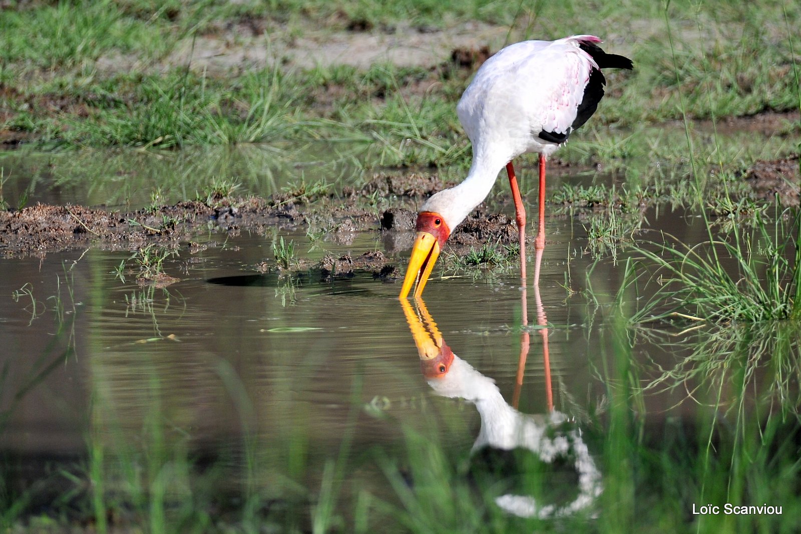 Tantale ibis/Yellow-billed Stork (4)