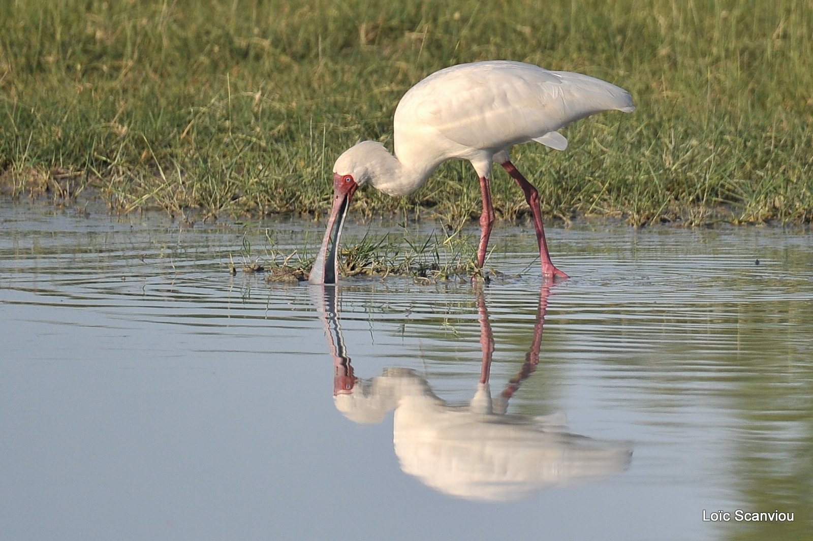 Spatule d'Afrique/African Spoonbill (2)