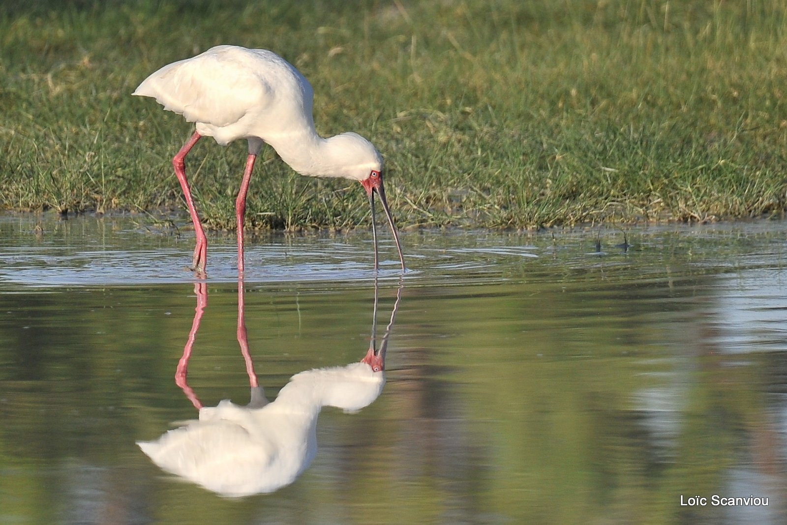 Spatule d'Afrique/African Spoonbill (3)