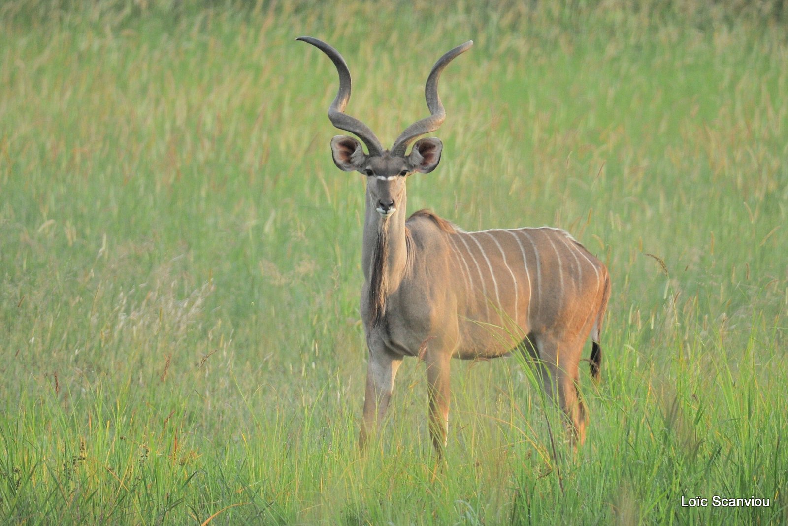 Grand koudou/Greater Kudu (2)