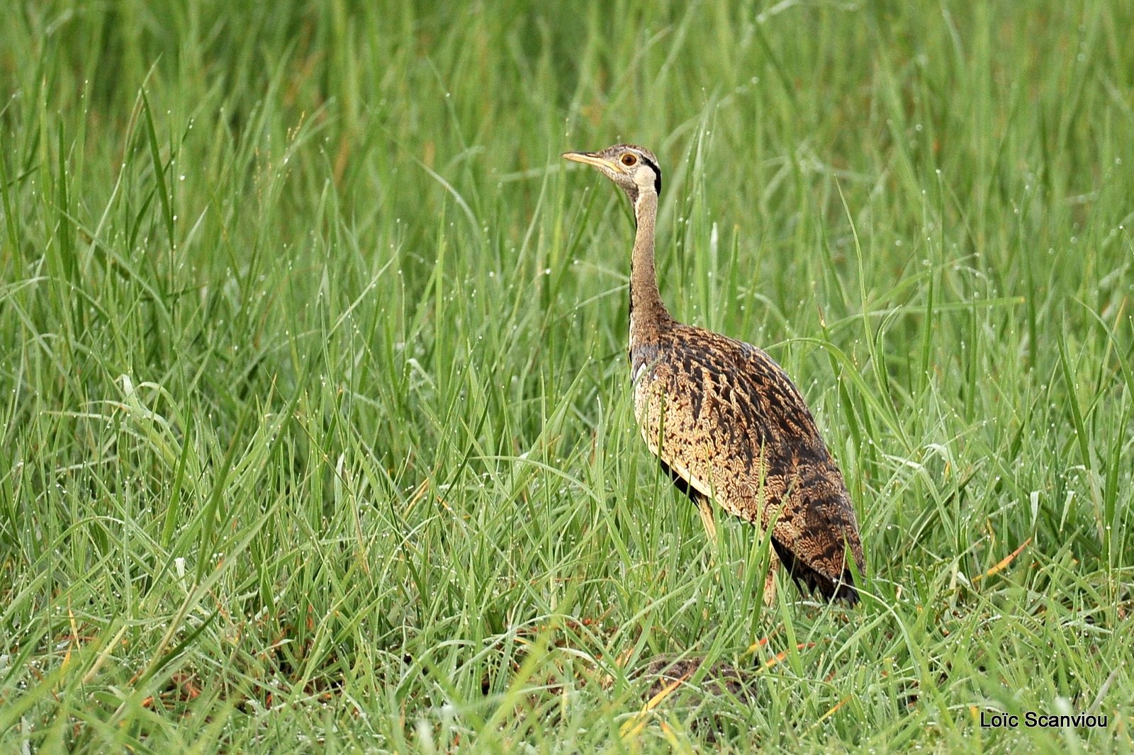 Outarde houppette/Red-crested Korhaan (1)