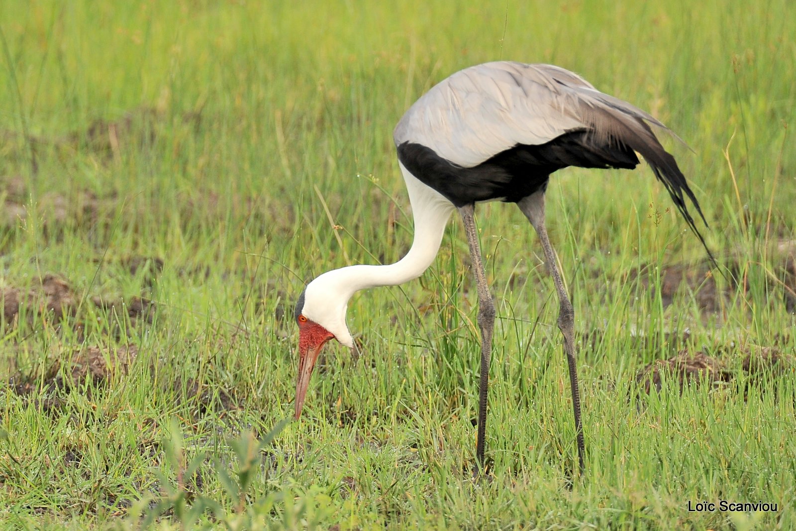 Grue caronculée/Wattled Crane (1)