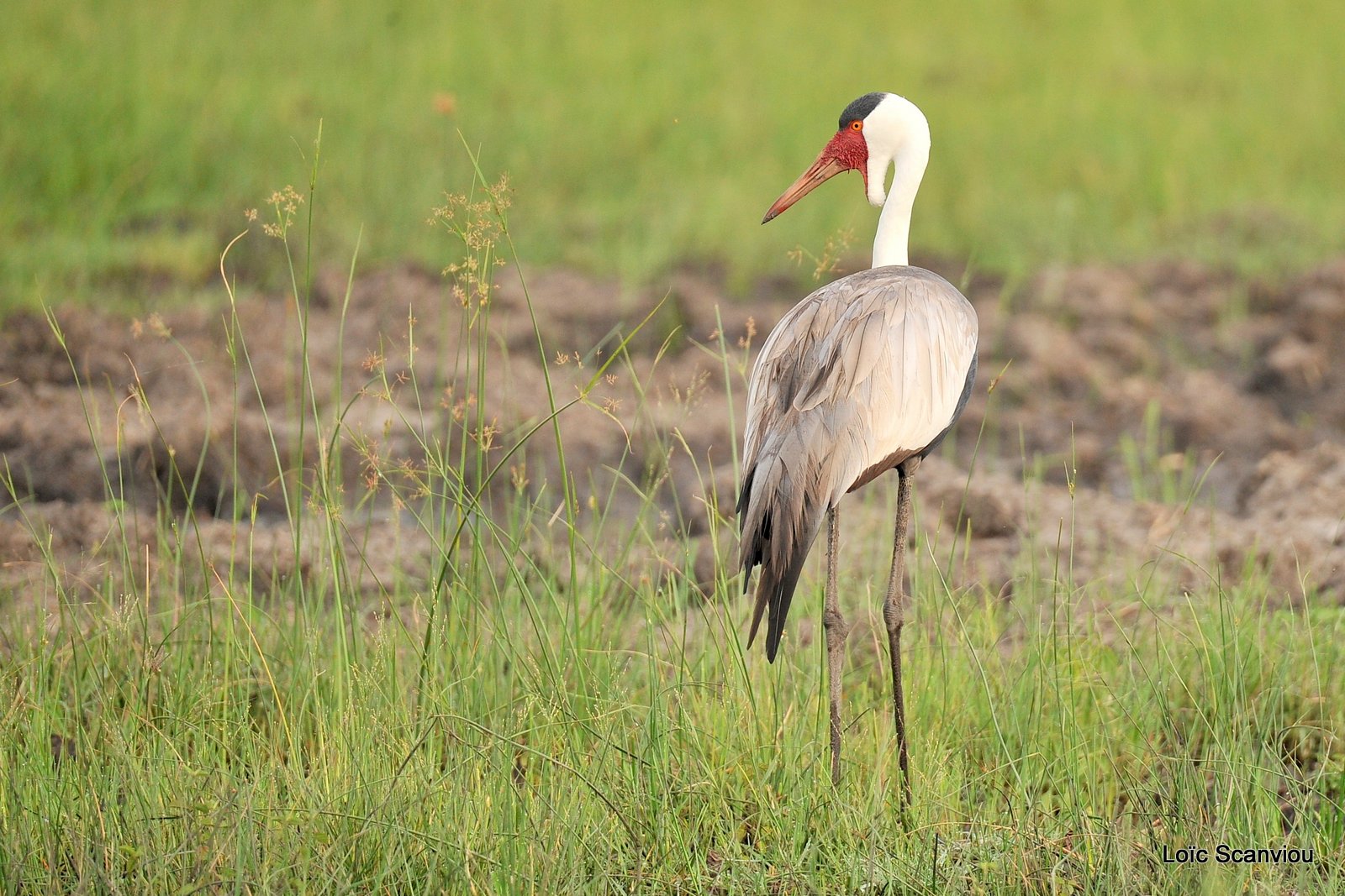 Grue caronculée/Wattled Crane (2)