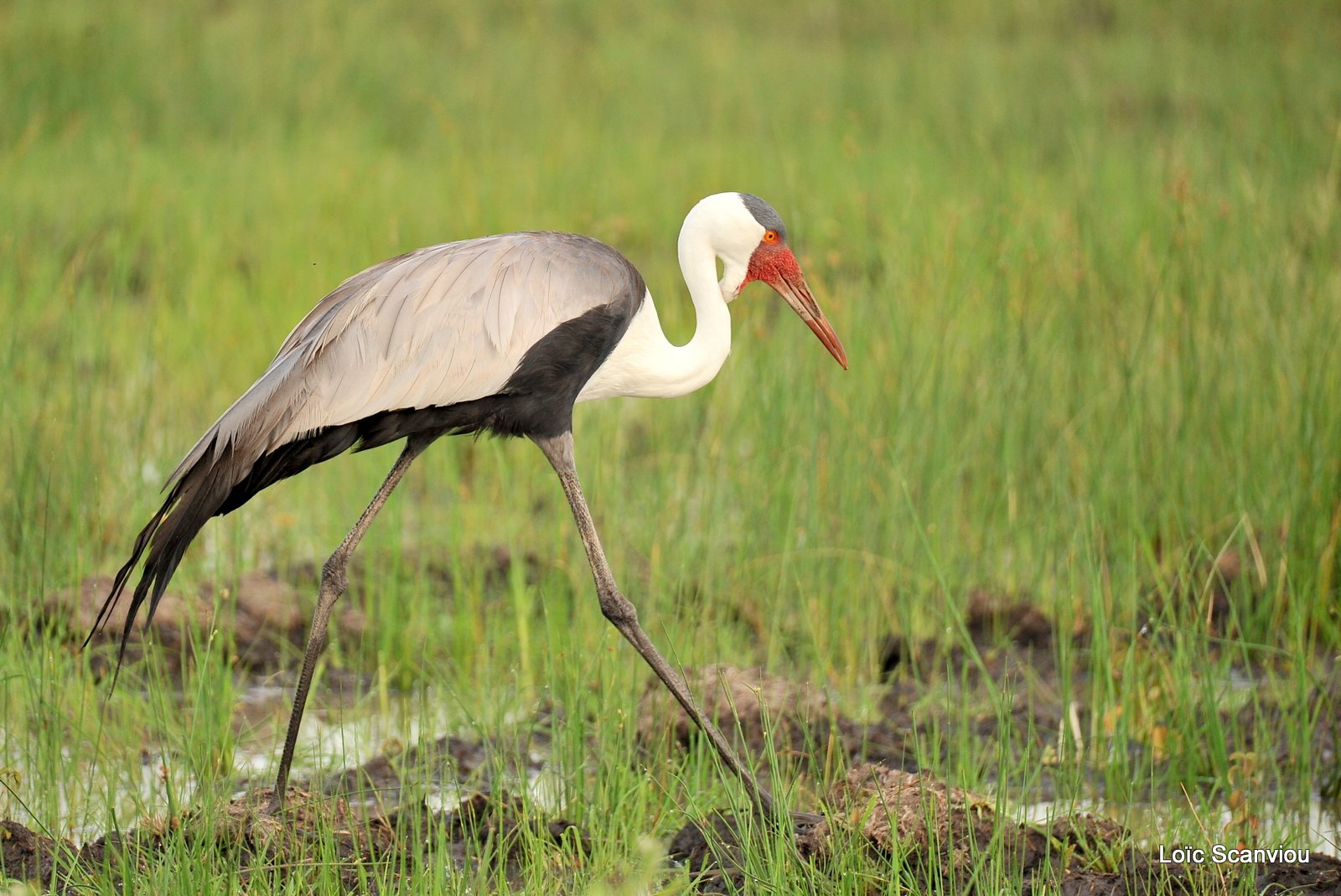 Grue caronculée/Wattled Crane (3)