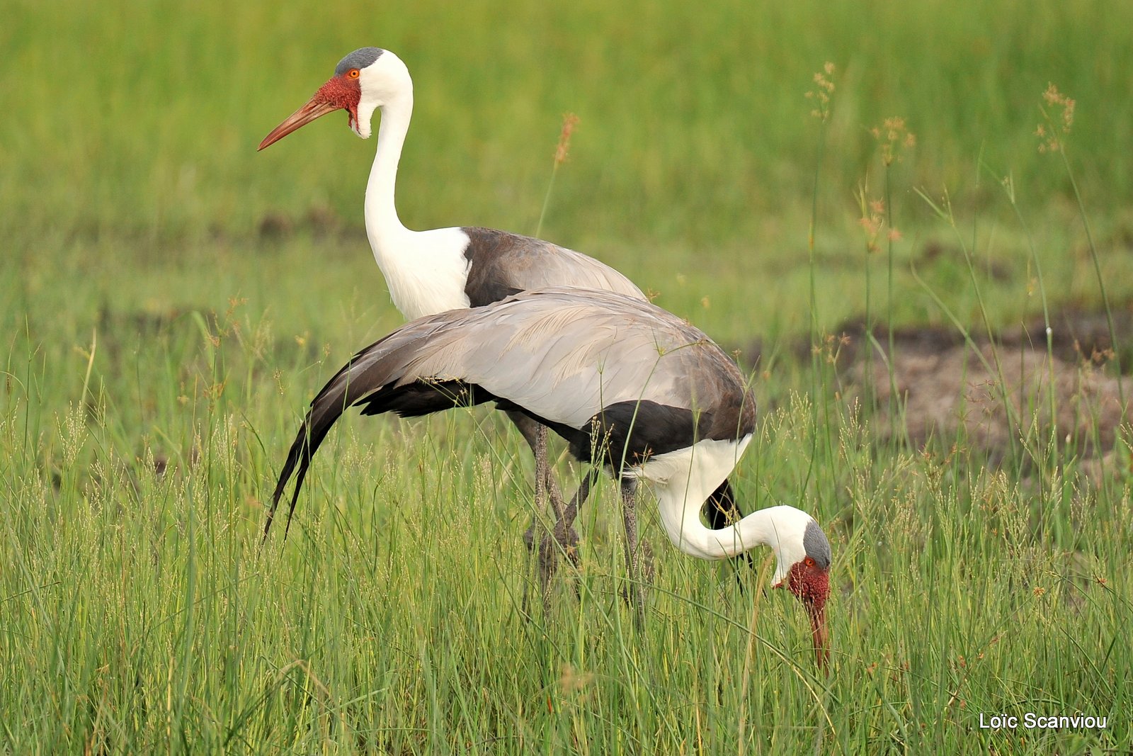 Grue caronculée/Wattled Crane (4)