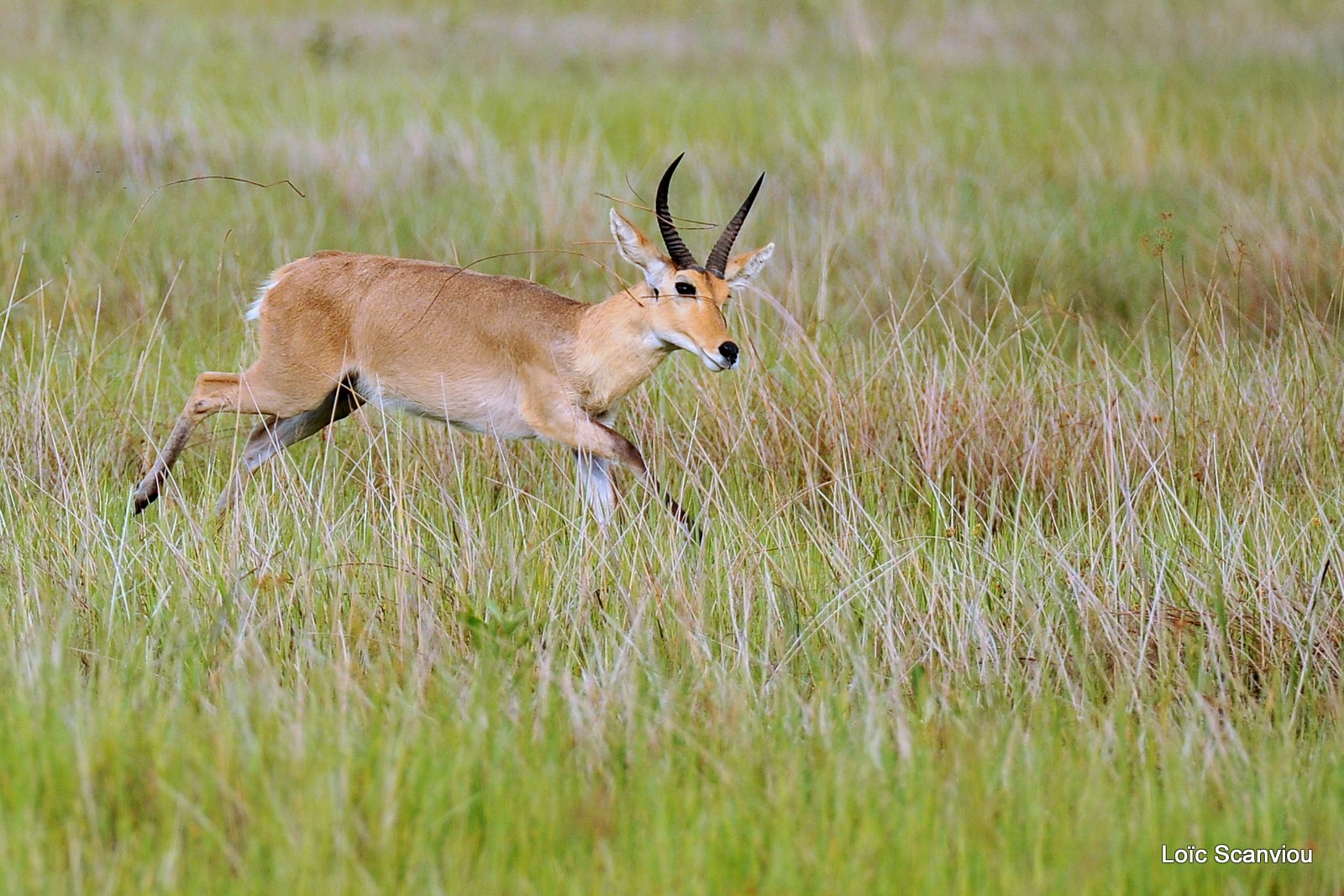 Grand cobe des roseaux/Reedbuck (1)