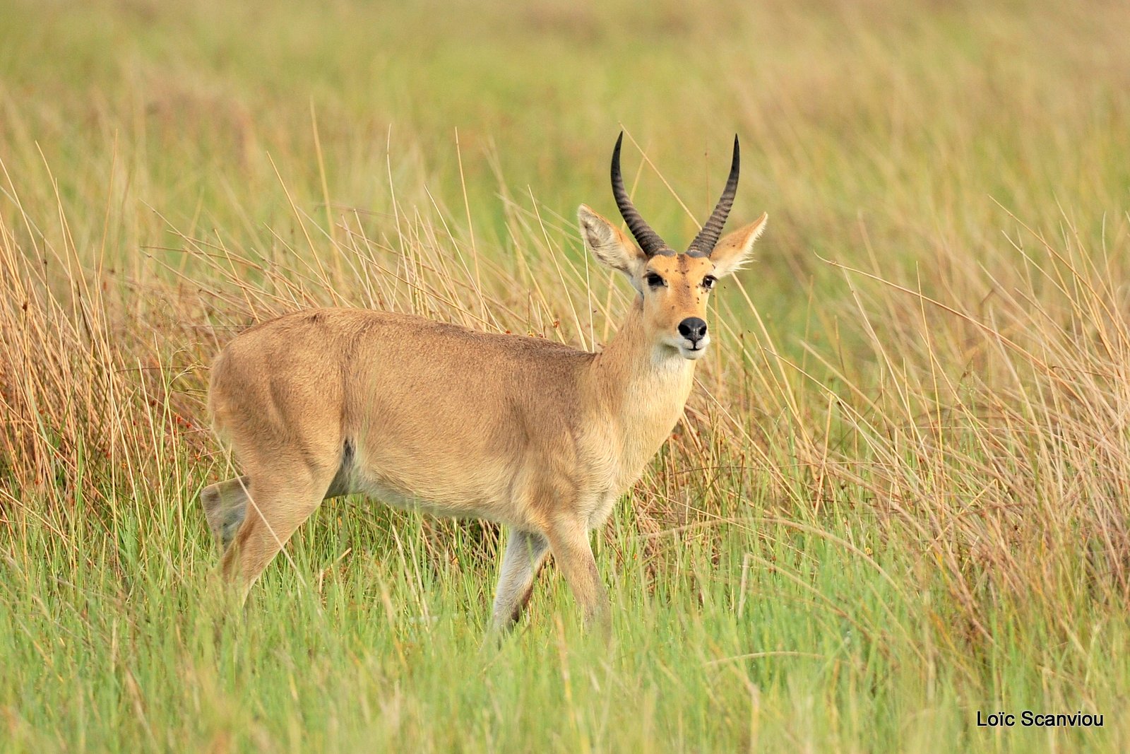 Grand cobe des roseaux/Reedbuck (2)