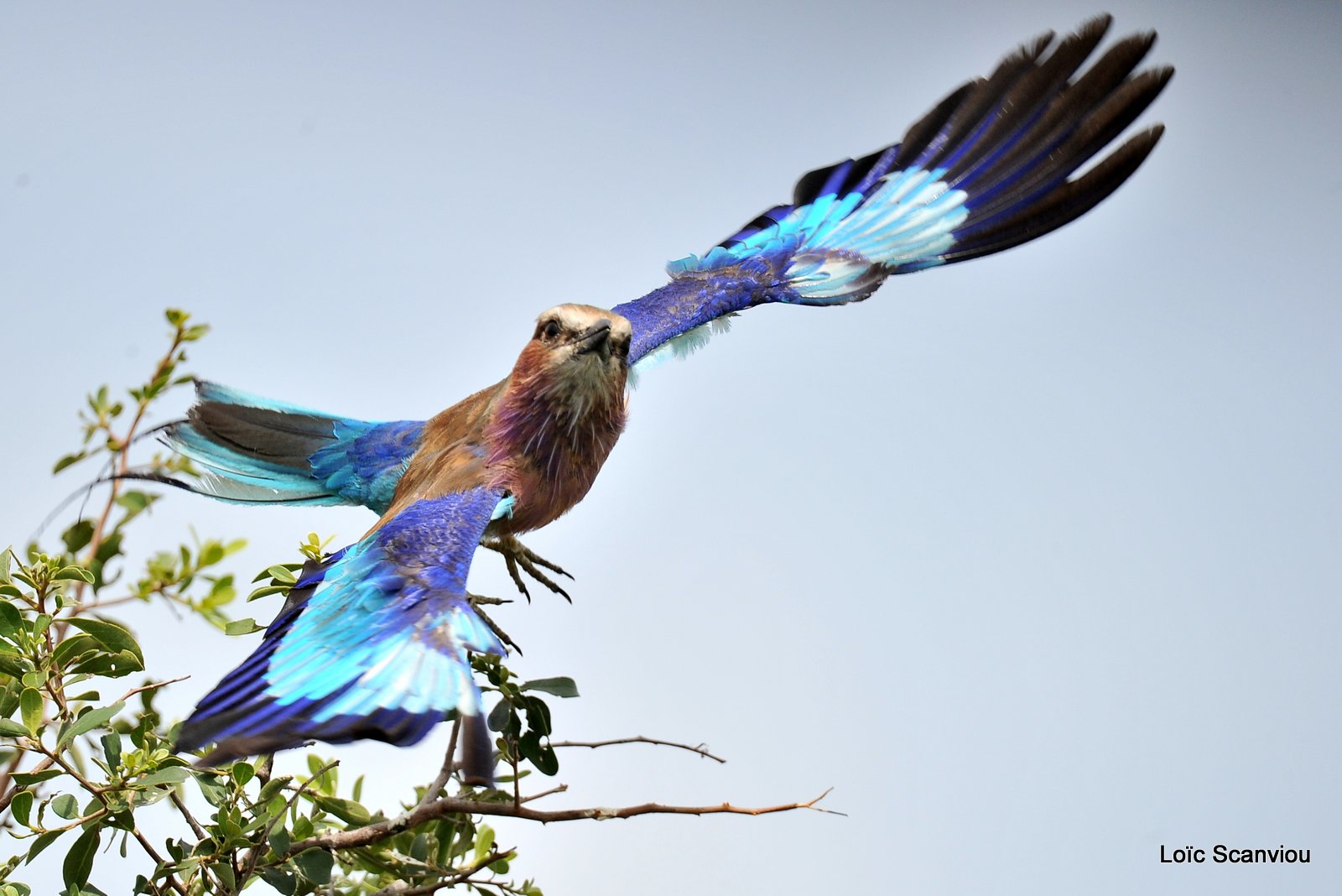 Rollier à longs brins/Lilac-Breasted Roller (1)