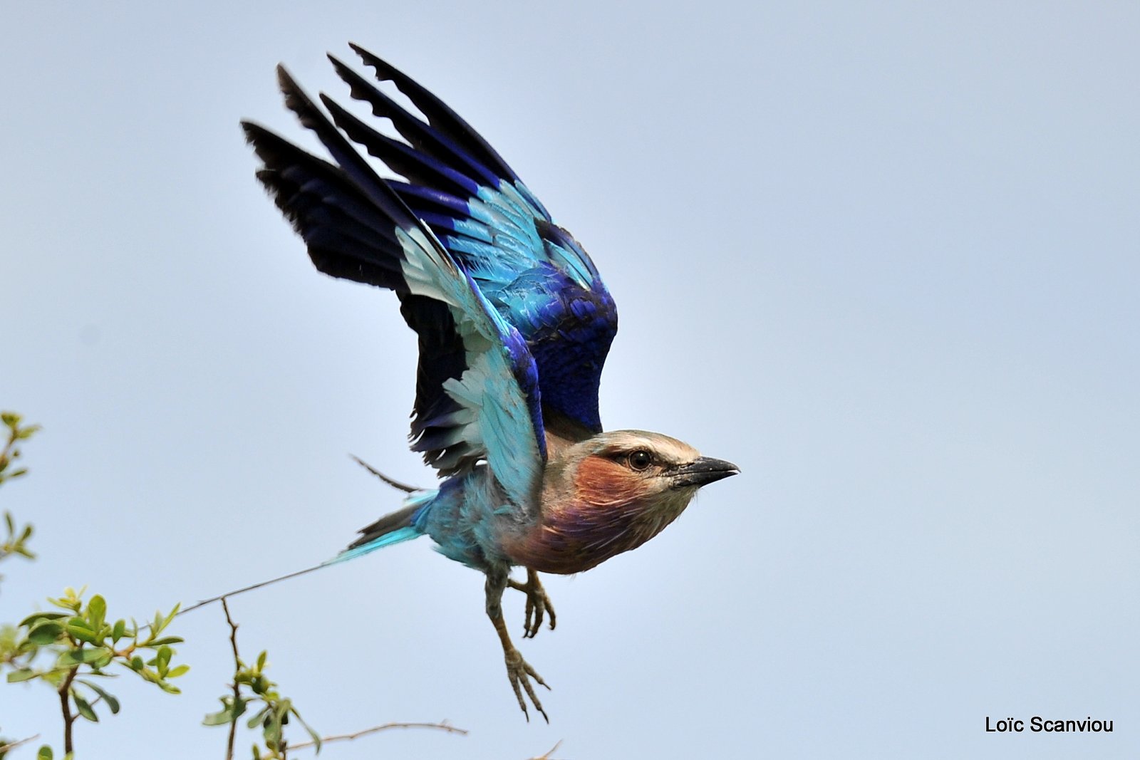 Rollier à longs brins/Lilac-Breasted Roller (2)