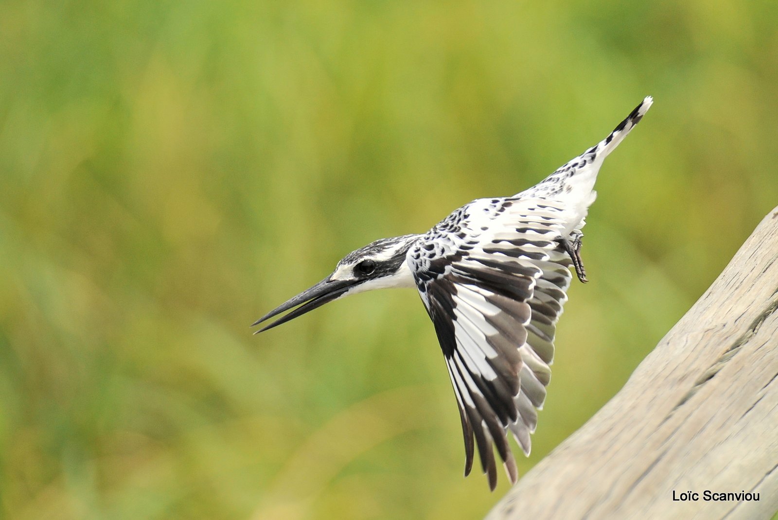 Martin-pêcheur pie/Pied Kingfisher (4)