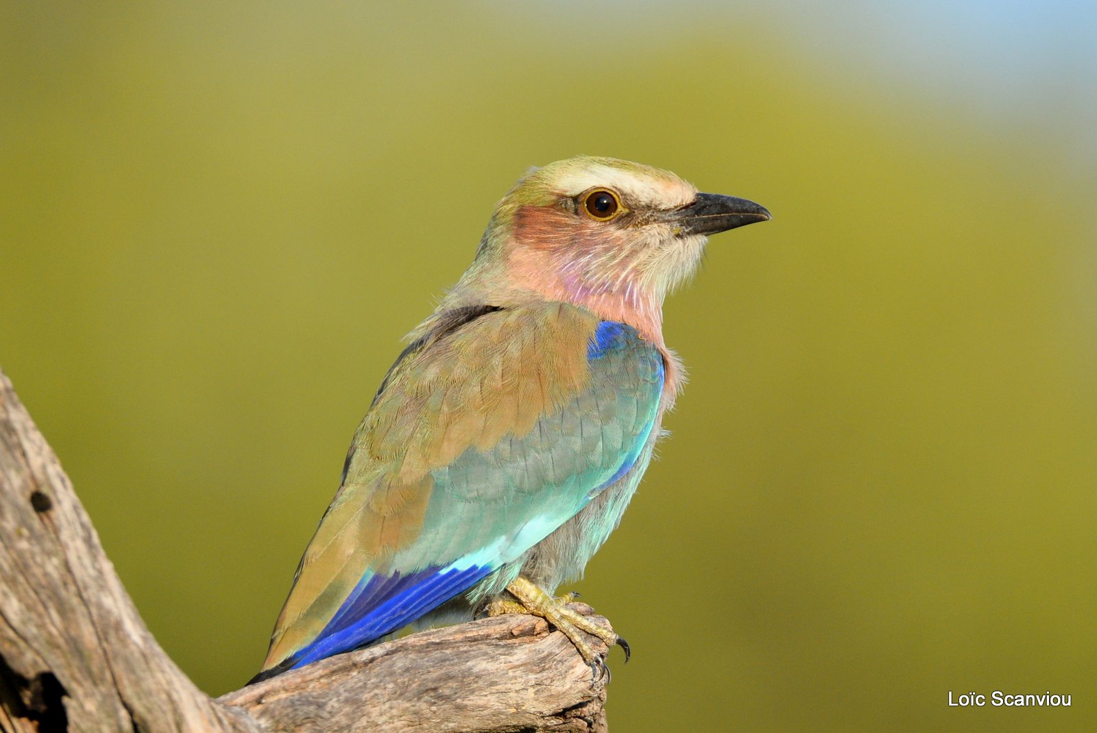 Rollier à longs brins/Lilac-Breasted Roller (3)