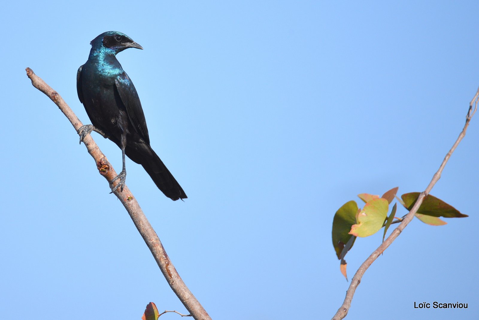 Choucador de Burchell/Burchell's Starling (1)