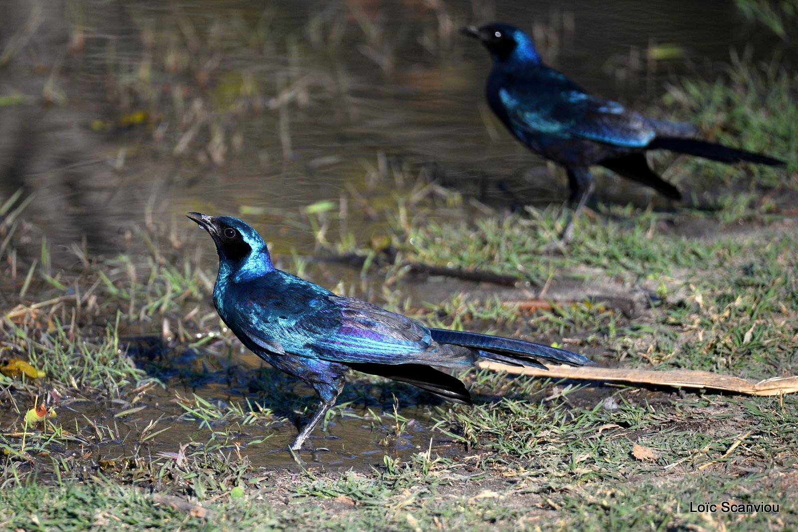 Choucador de Burchell/Burchell's Starling (2)