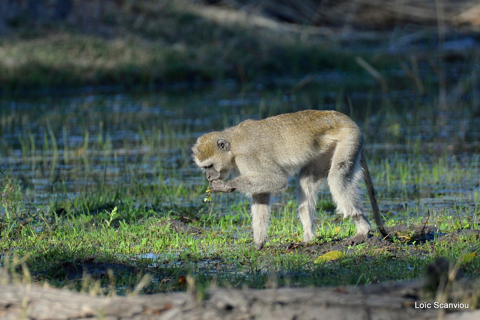 Vervet/Vervet Monkey (1)