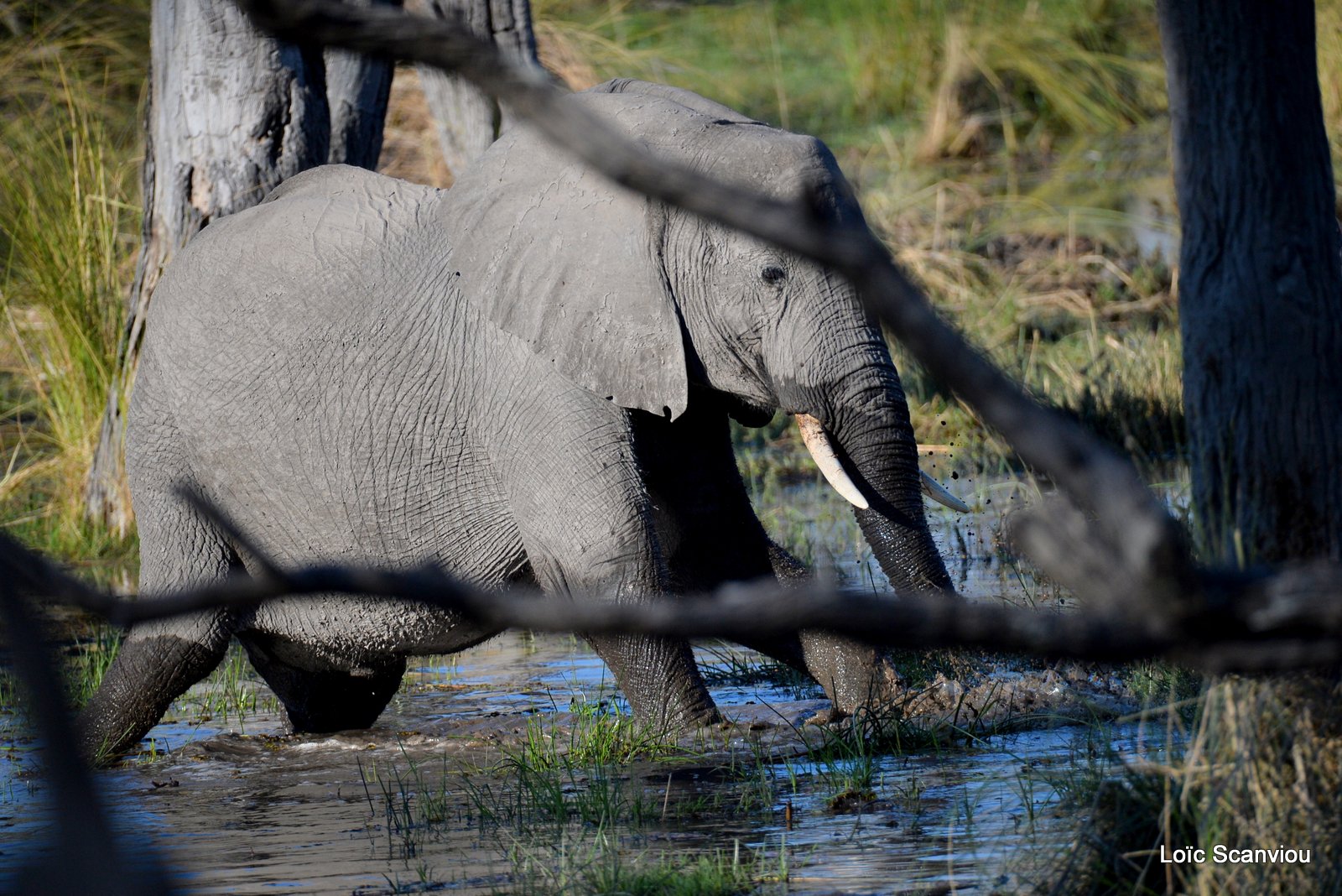 Eléphant d'Afrique/African Elephant (5)