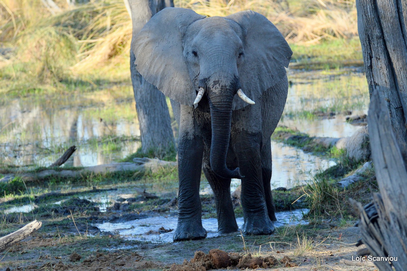 Eléphant d'Afrique/African Elephant (6)