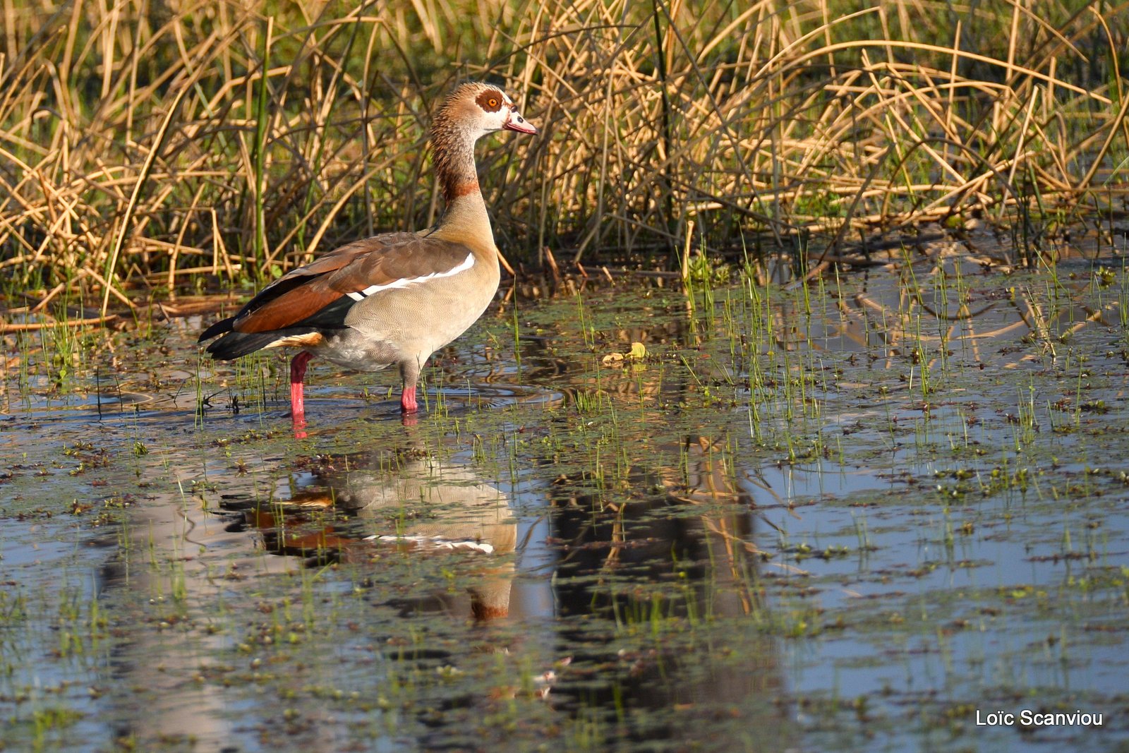 Ouette d'Egypte/Egyptian Goose (1)