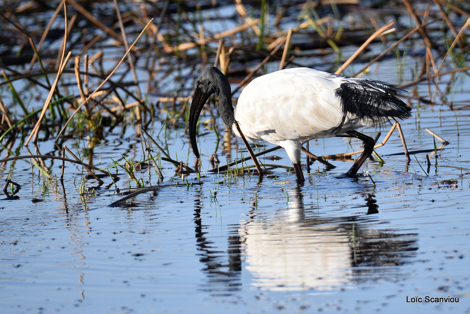 Ibis sacré/African Sacred Ibis (1)