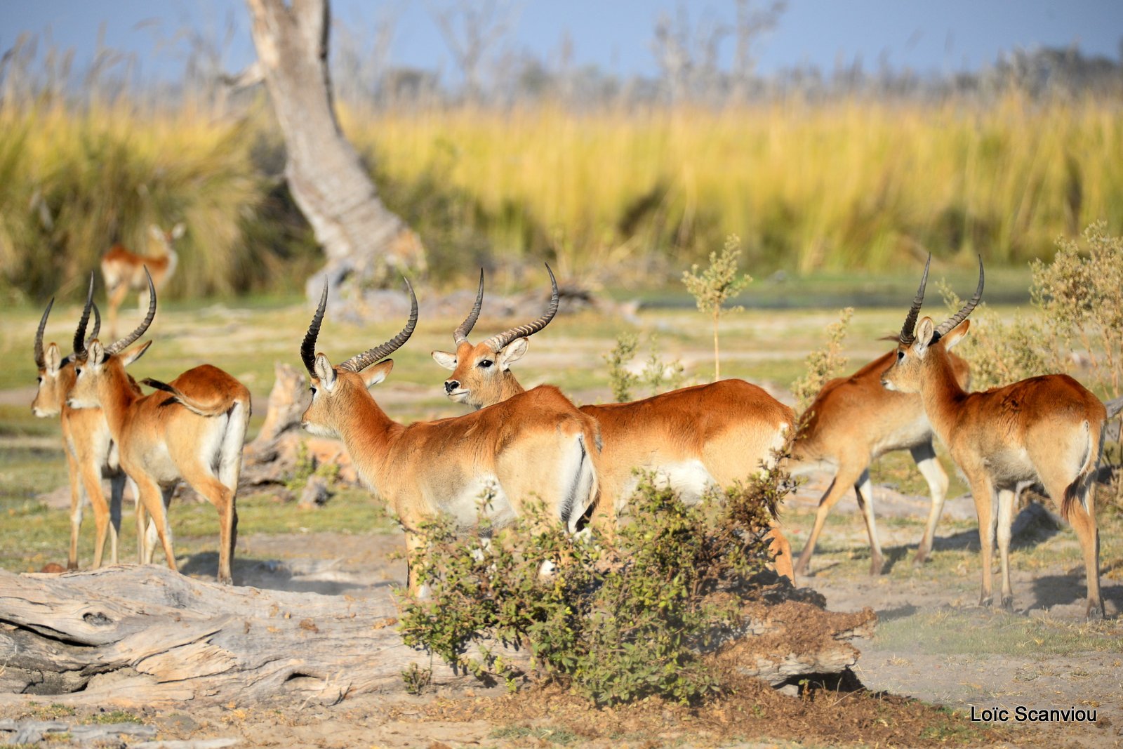 Cobe de Lechwe/Red Lechwe (4)