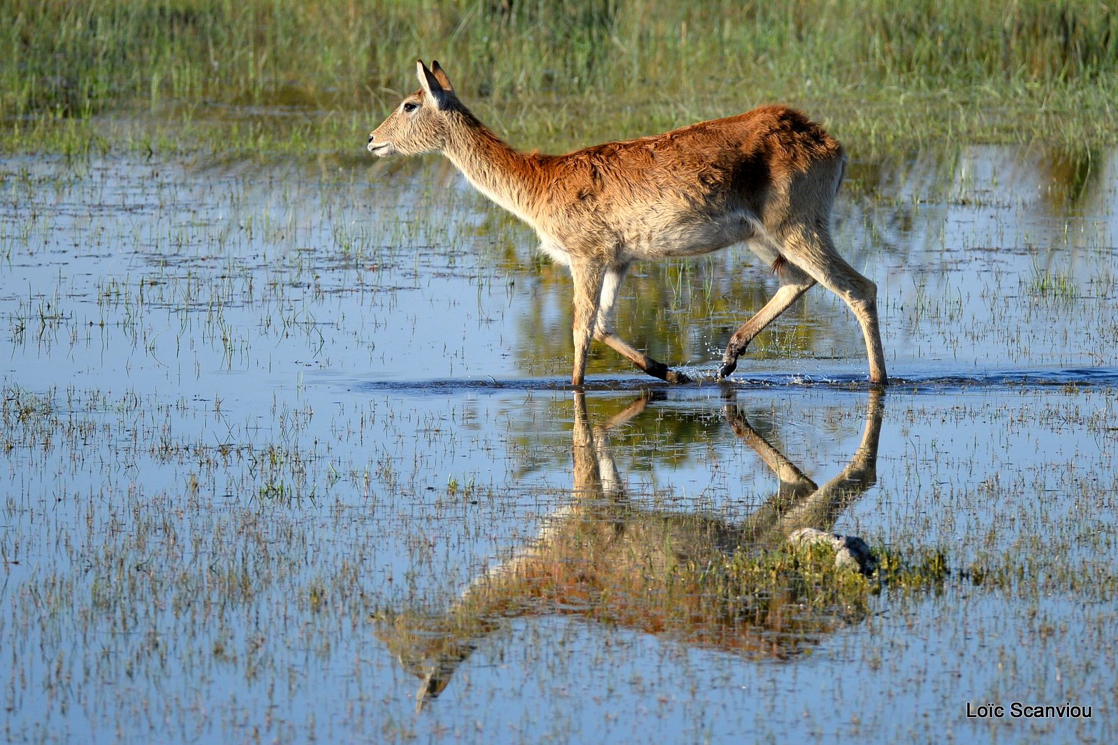 Cobe de Lechwe/Red Lechwe (5)