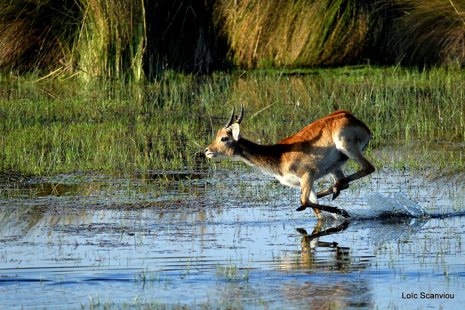 Cobe de Lechwe/Red Lechwe (6)