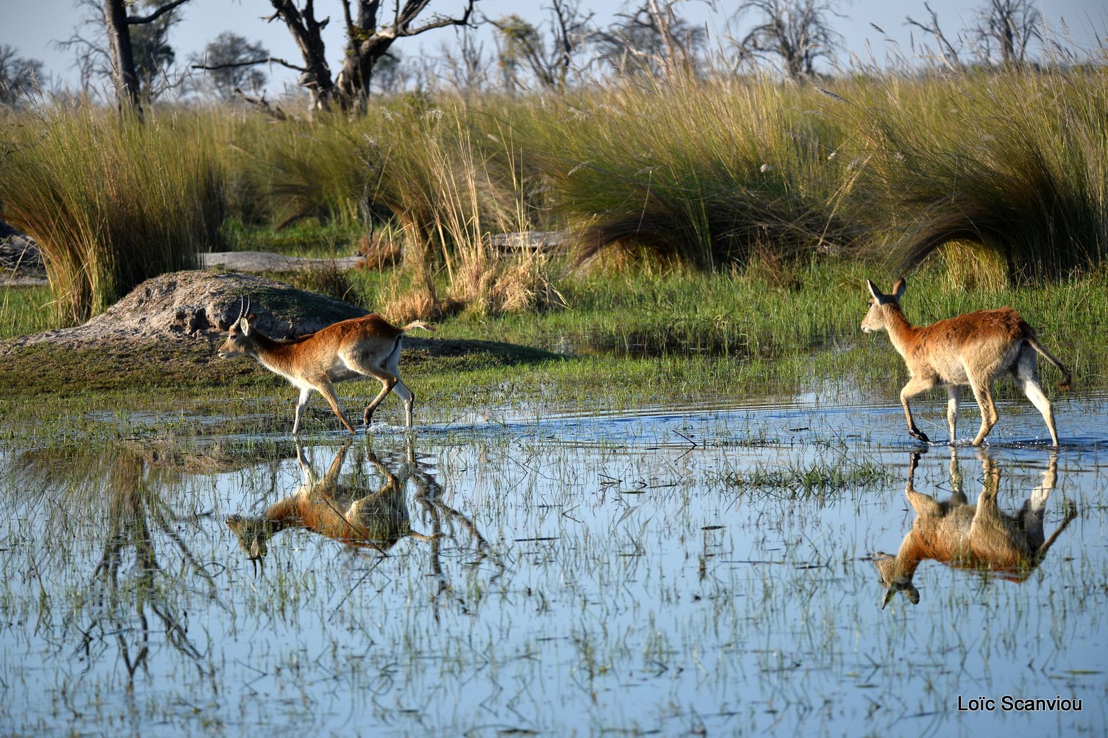 Cobe de Lechwe/Red Lechwe (7)