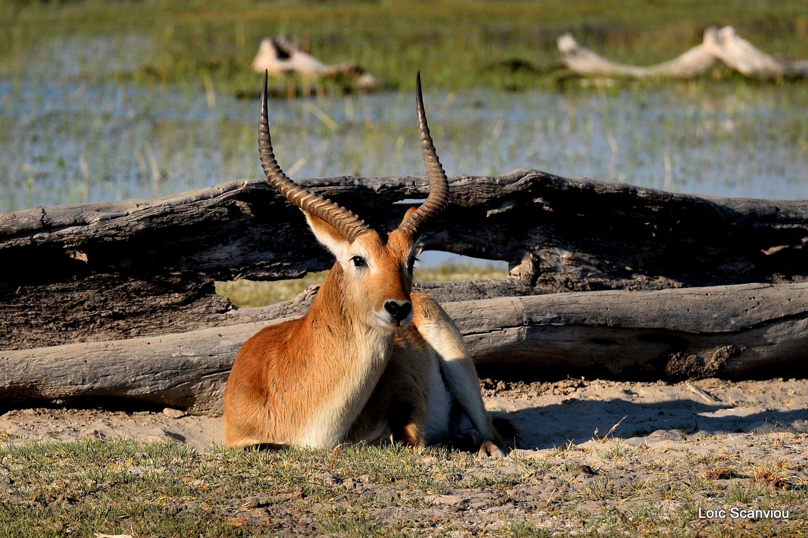 Cobe de Lechwe/Red Lechwe (8)