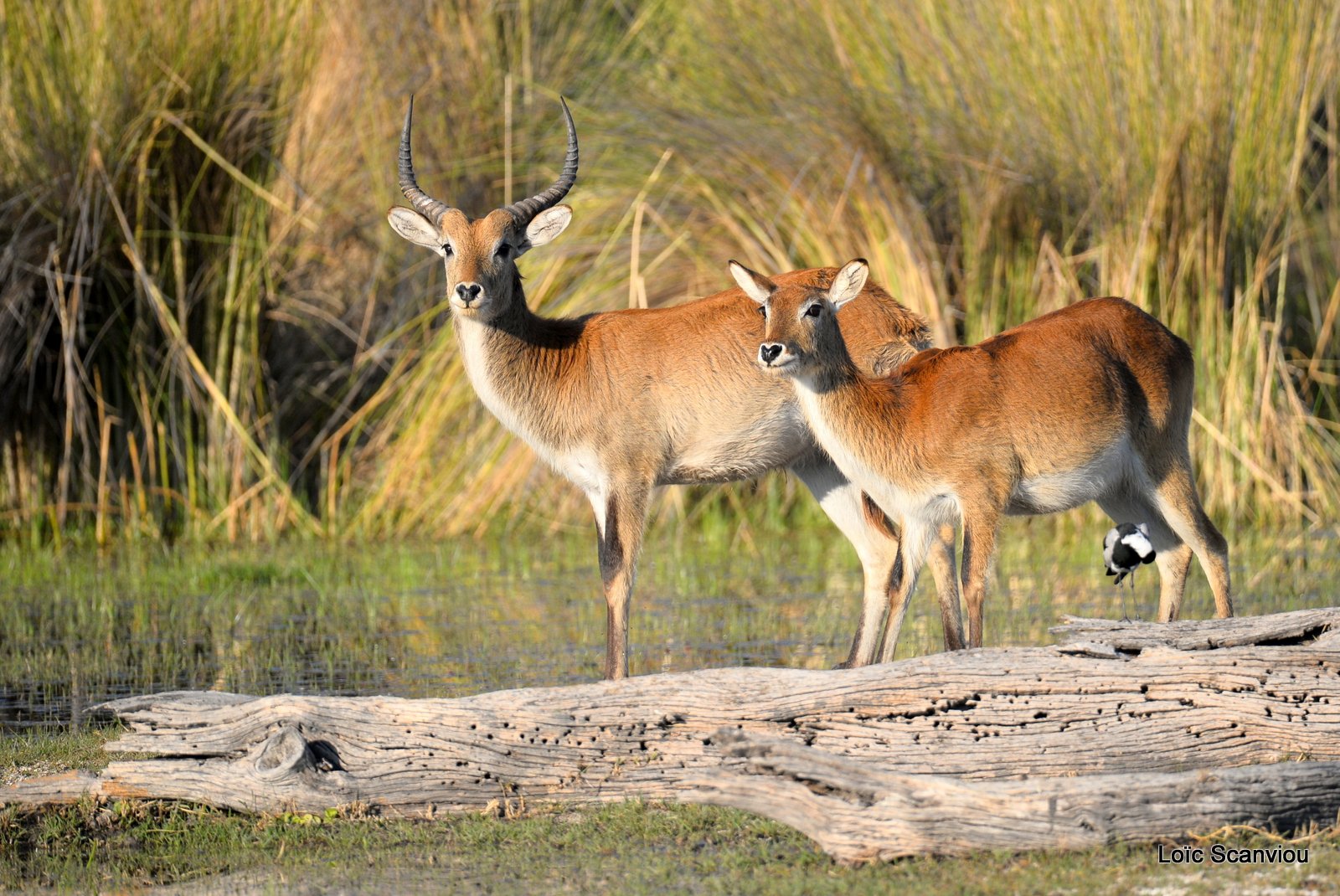 Cobe de Lechwe/Red Lechwe (9)