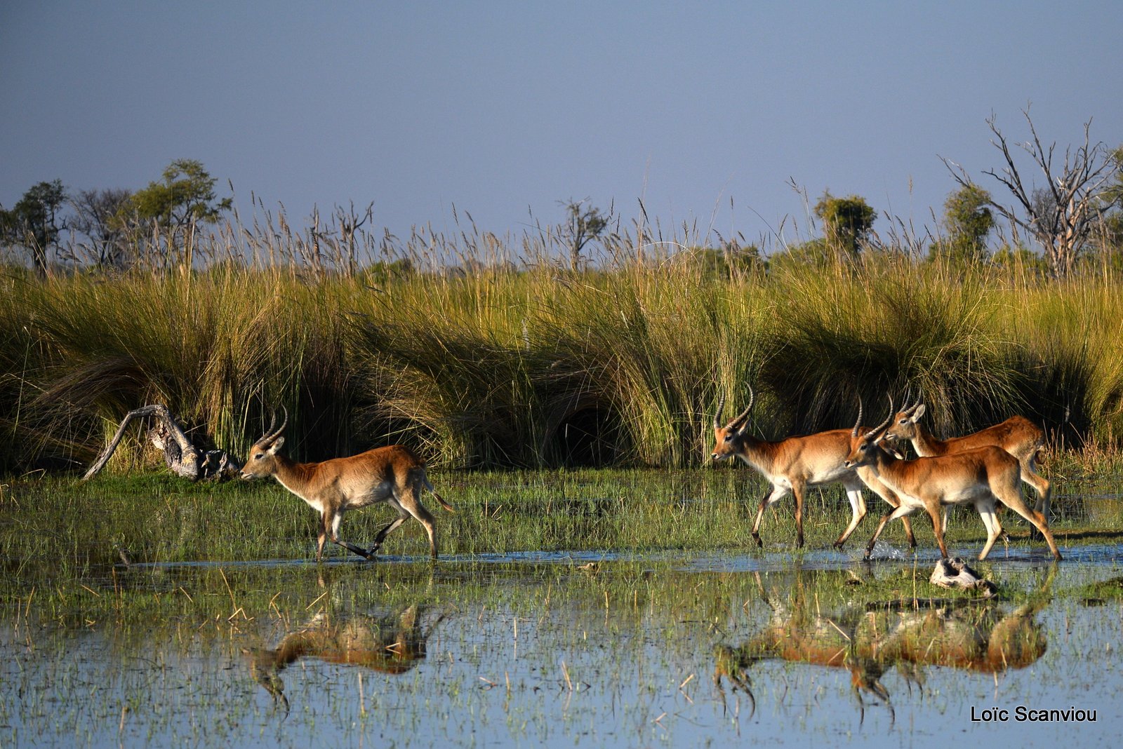 Cobe de Lechwe/Red Lechwe (10)