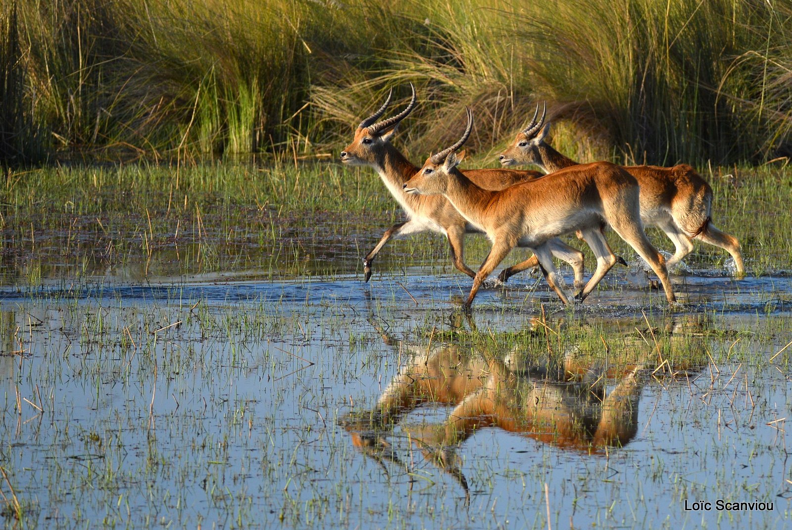 Cobe de Lechwe/Red Lechwe (11)