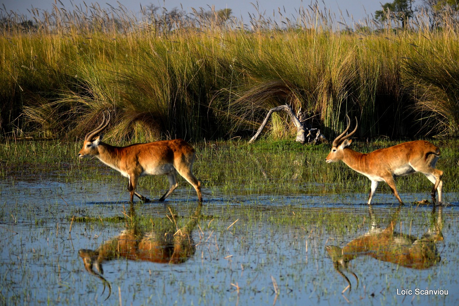 Cobe de Lechwe/Red Lechwe (12)